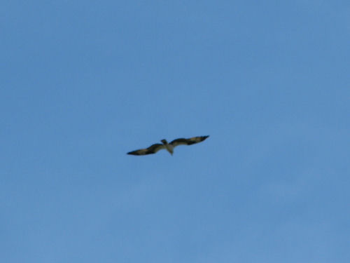 osprey flying