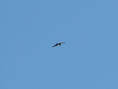 osprey overhead