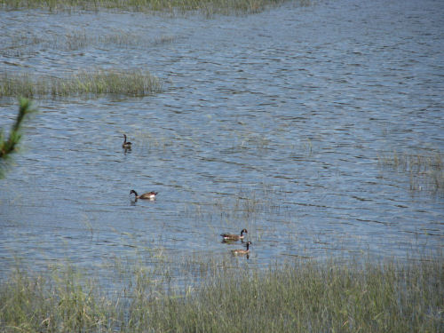 Canada geese