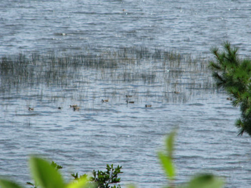 ducks