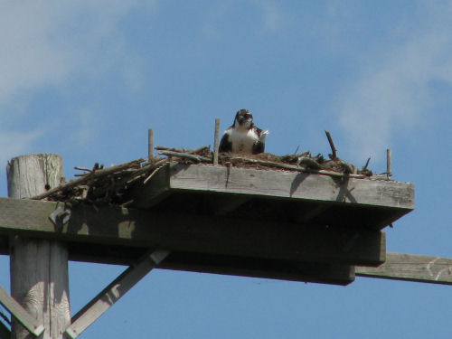 osprey chick