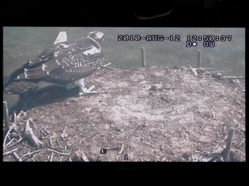 osprey fledgling on monitor