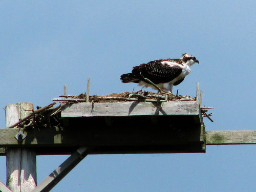 osprey fledging