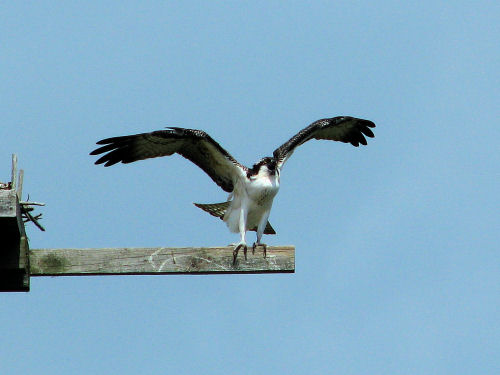 osprey fledging