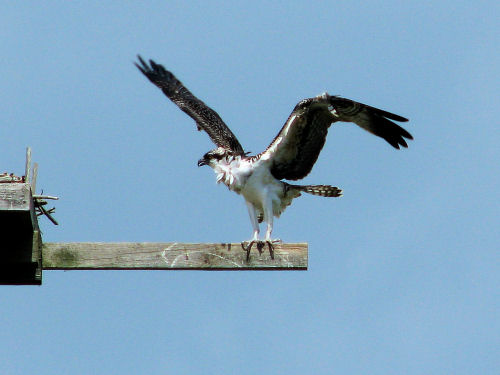 osprey fledging