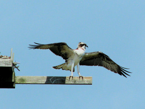osprey fledging