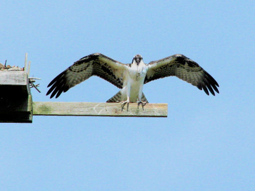 osprey fledging