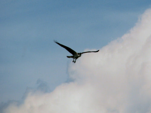 osprey flying