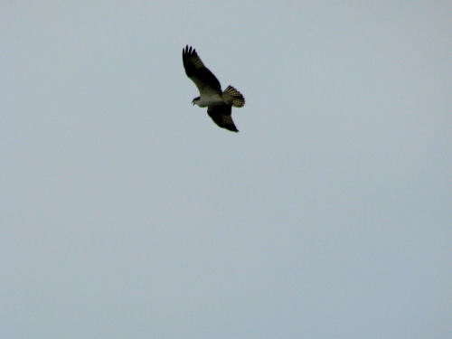 osprey flying