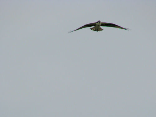 osprey flying
