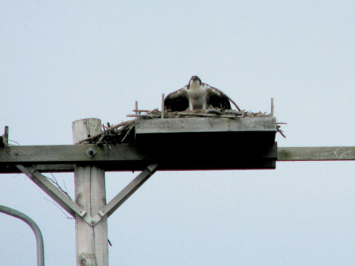 osprey chick defending nest