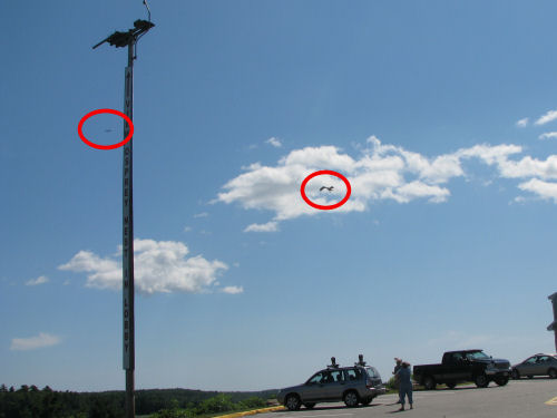 two osprey approach nest