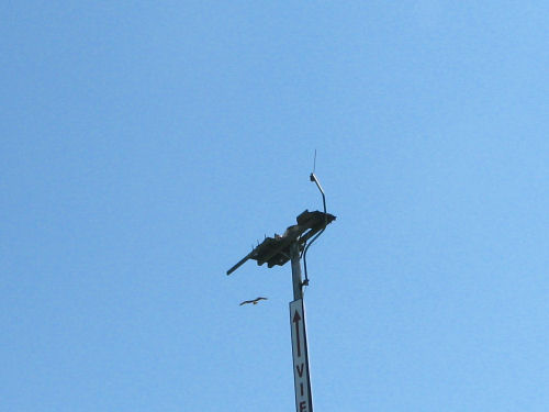osprey