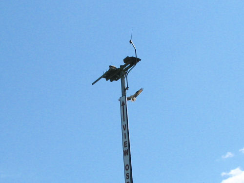 osprey