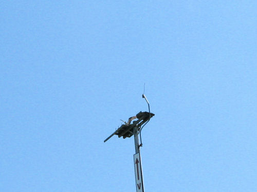 osprey
