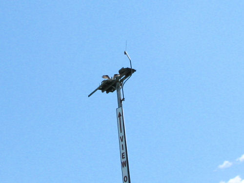 osprey