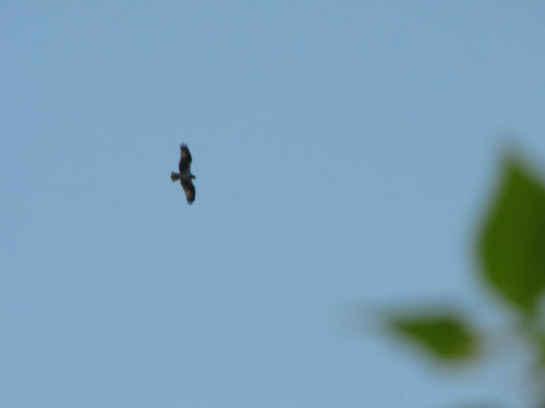 osprey flying