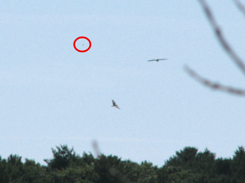 osprey flying