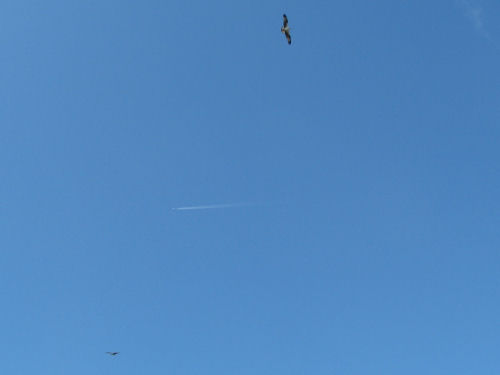 two osprey flying