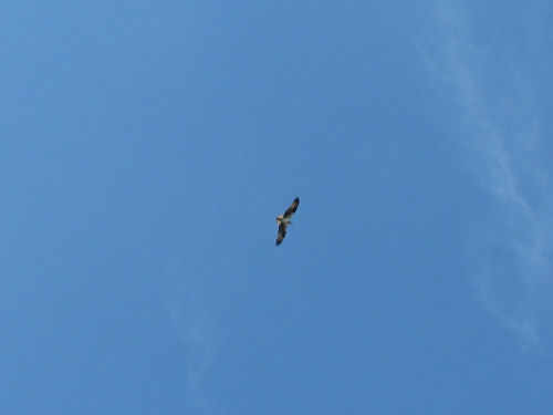 two osprey flying