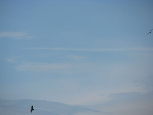 two osprey flying