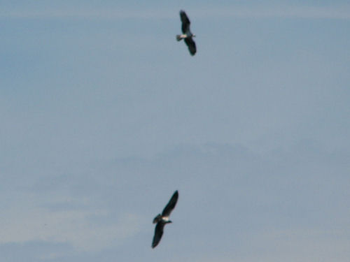 two osprey flying