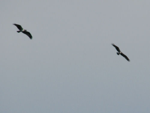 two osprey flying