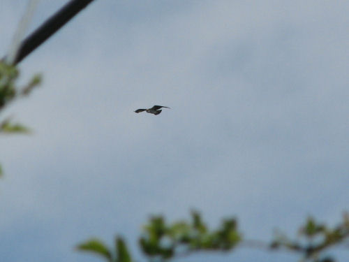 third osprey