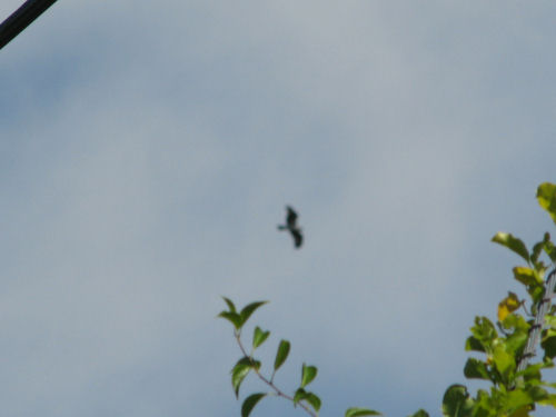 third osprey