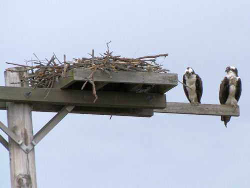 osprey on nest