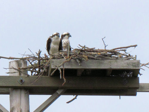 osprey on nest