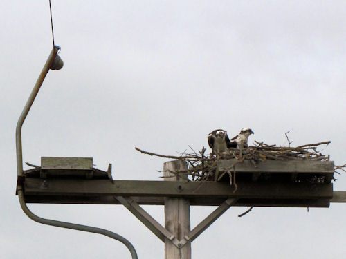 osprey on nest