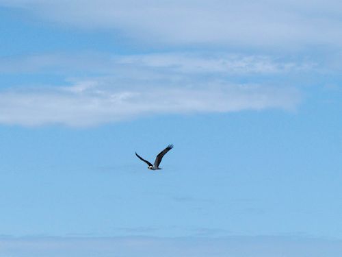 osprey approaching nest