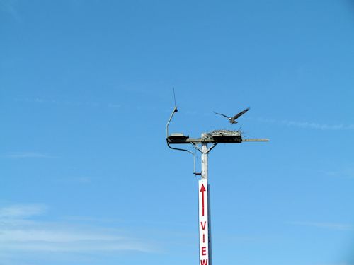 osprey landing on nest
