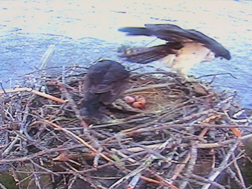 three eggs!