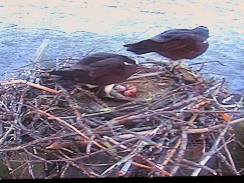 three eggs!
