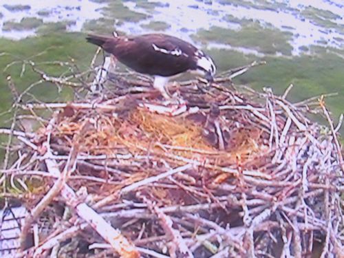 Mom feeding two-week-old chick