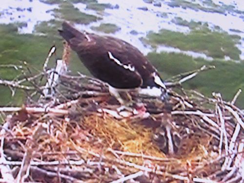 Mom feeding two-week-old chick