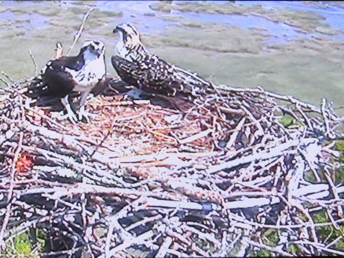 Taste of Maine Osprey Cam nest