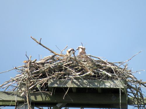Taste of Maine Osprey Cam nest