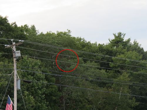 osprey at the Taste of Maine Restaurant