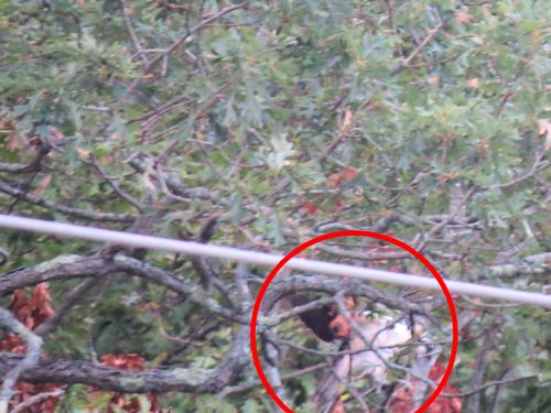 osprey at the Taste of Maine Restaurant