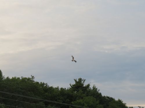 osprey at the Taste of Maine Restaurant