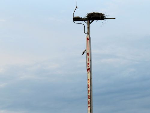 osprey at the Taste of Maine Restaurant