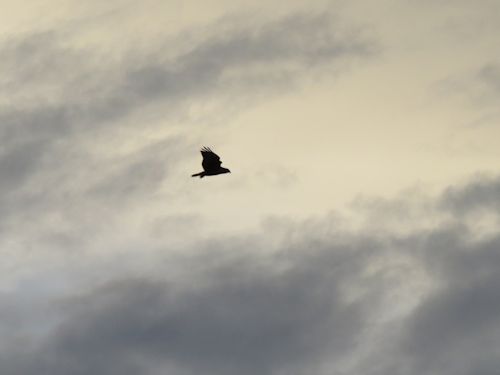 osprey at the Taste of Maine Restaurant