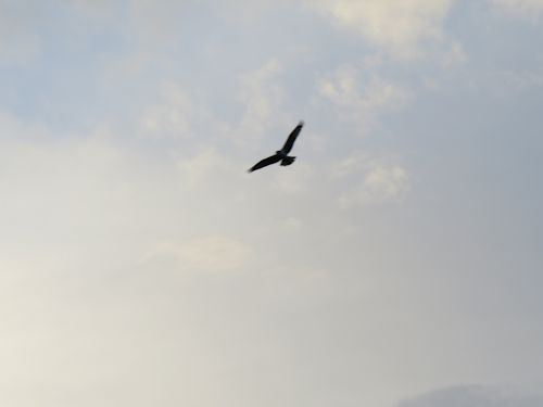 osprey at the Taste of Maine Restaurant