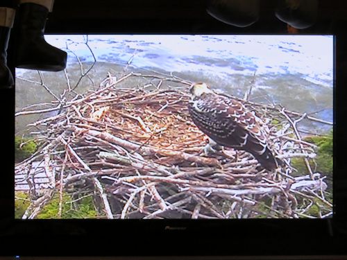 young osprey at the Taste of Maine Restaurant