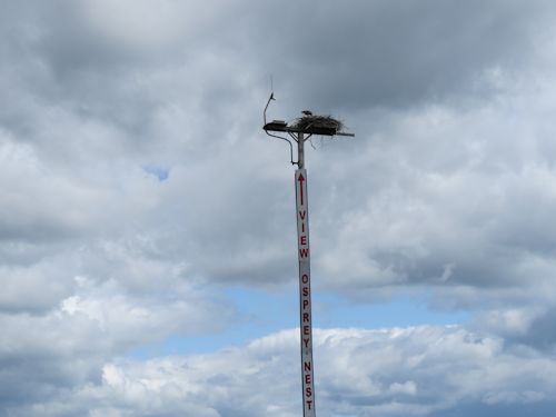 young osprey at the Taste of Maine Restaurant
