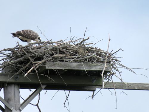 young osprey at the Taste of Maine Restaurant