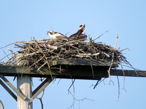 young osprey at the Taste of Maine Restaurant in Woolwich